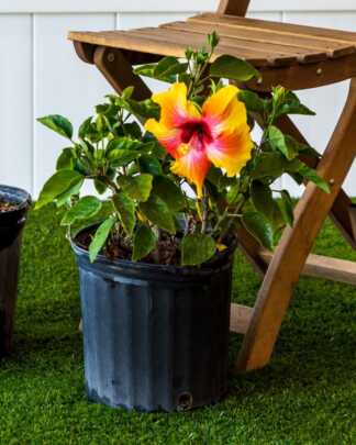 fiesta bush