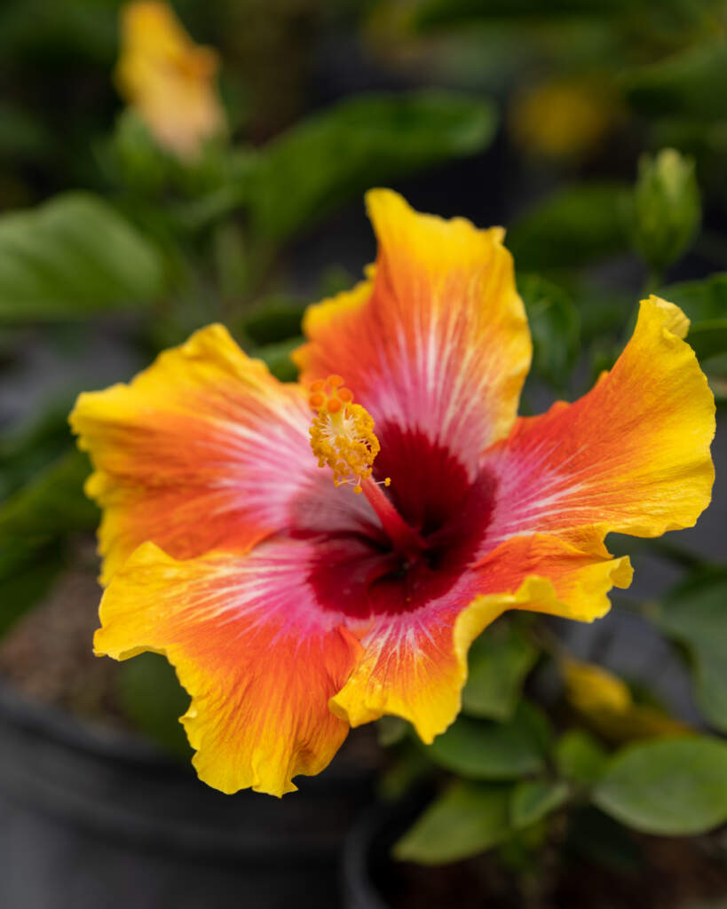 fiesta hibiscus