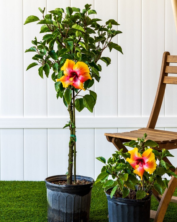 fiesta hibiscus tree
