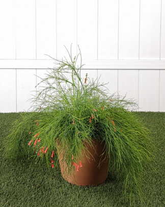 Firecracker Bush