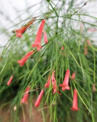 Firecracker Bush