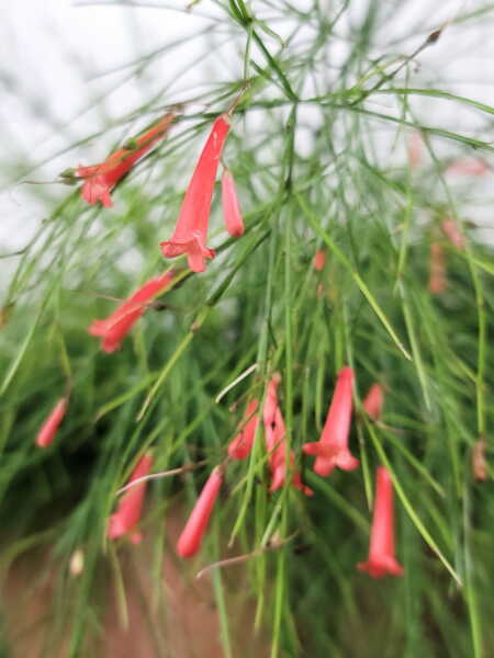 Flowers Flowers