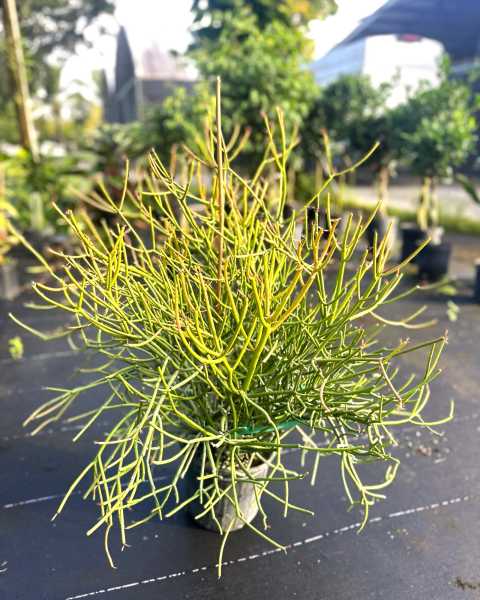 PlantVine Picks PlantVine Picks