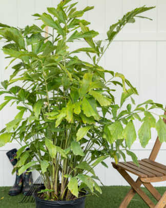 fishtail palm main exl