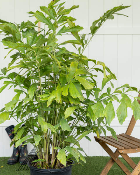 Extra Large Extra Large