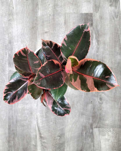 Ficus Ruby