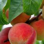 Florda Grande Peach