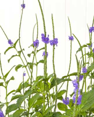 Florida Blue Porterweed