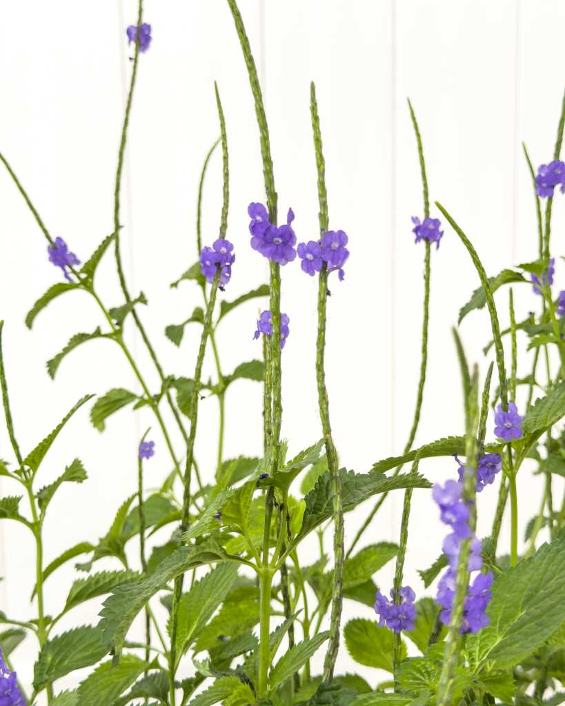 Florida Blue Porterweed