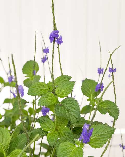 Foliage