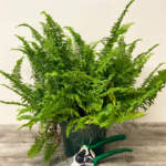 fluffy ruffles fern nephrolepis exaltata fluffy ruffles