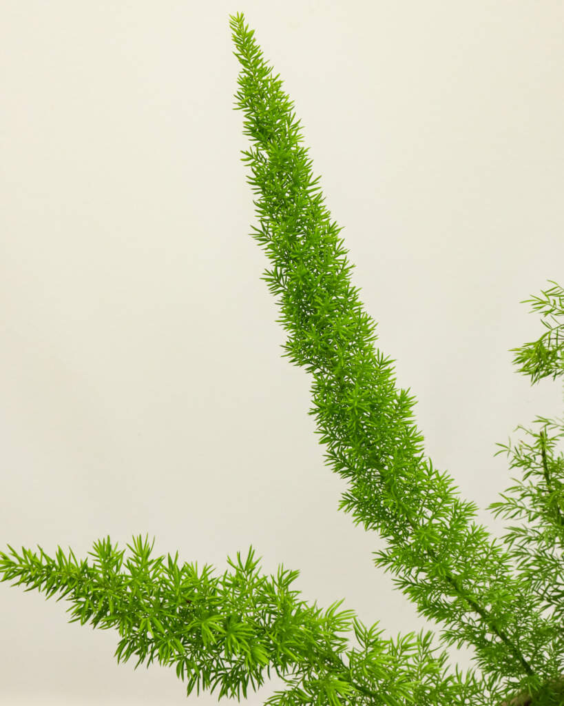 Foxtail Fern | PlantVine