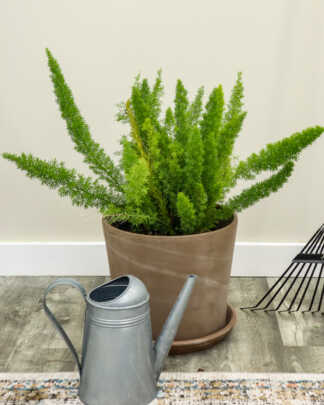 foxtail fern