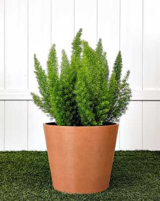 Foxtail Fern - Large