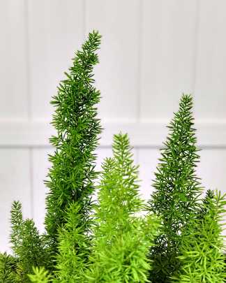 Foxtail Fern