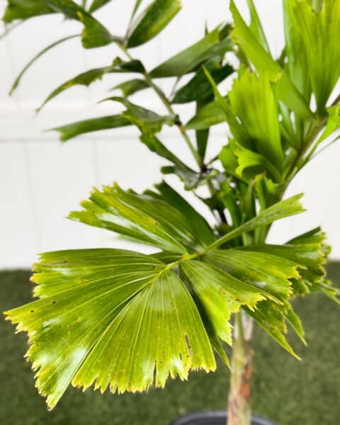 Foliage Foliage