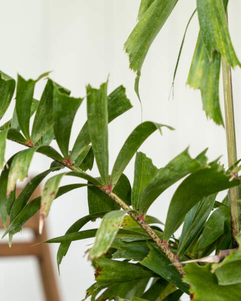 Leaves Leaves