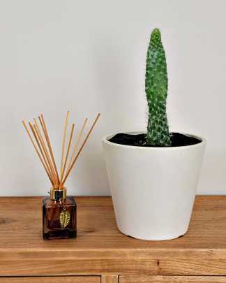 Fuzzy Cactus - Medium