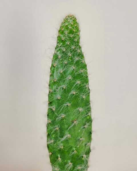 Foliage Foliage