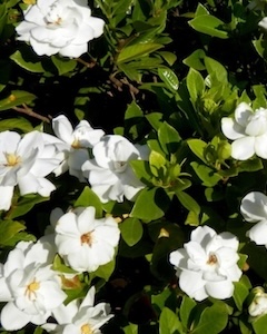 Gardenia
