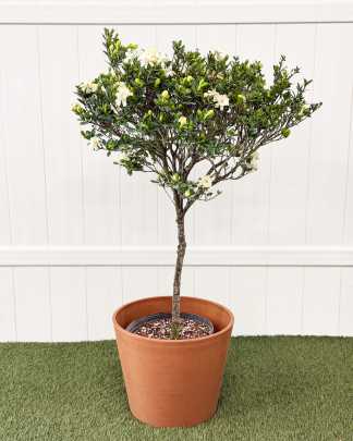 Extra Large, Tree
