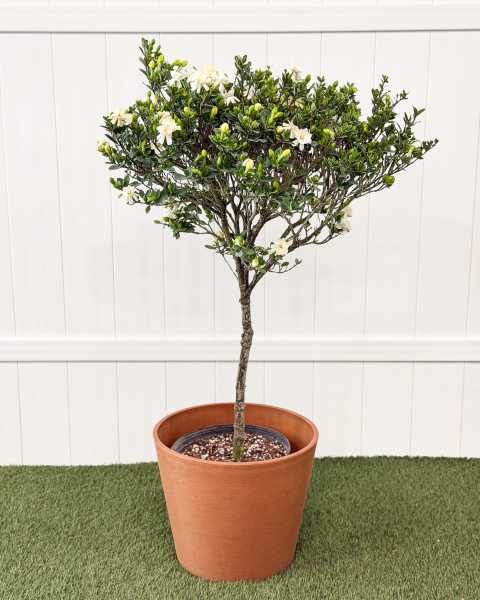 Extra Large, Tree Extra Large, Tree