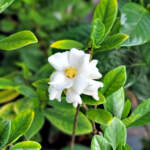 Gardenia Buttons