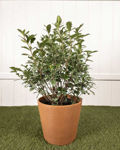 Large, Bush Large, Bush