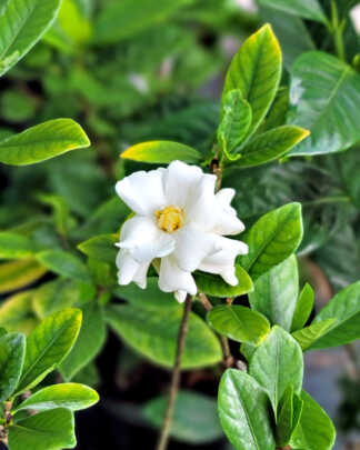 Gardenia Buttons