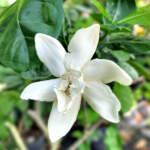 Gardenia Double Tahitian