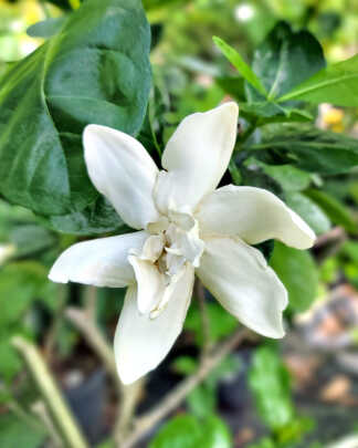Gardenia Double Tahitian