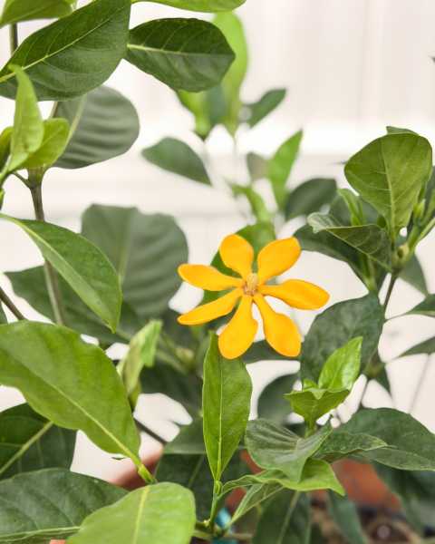 Foliage Foliage