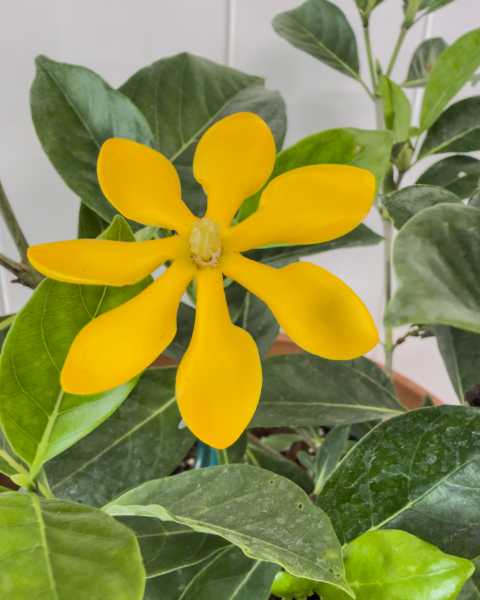 Flower Flower