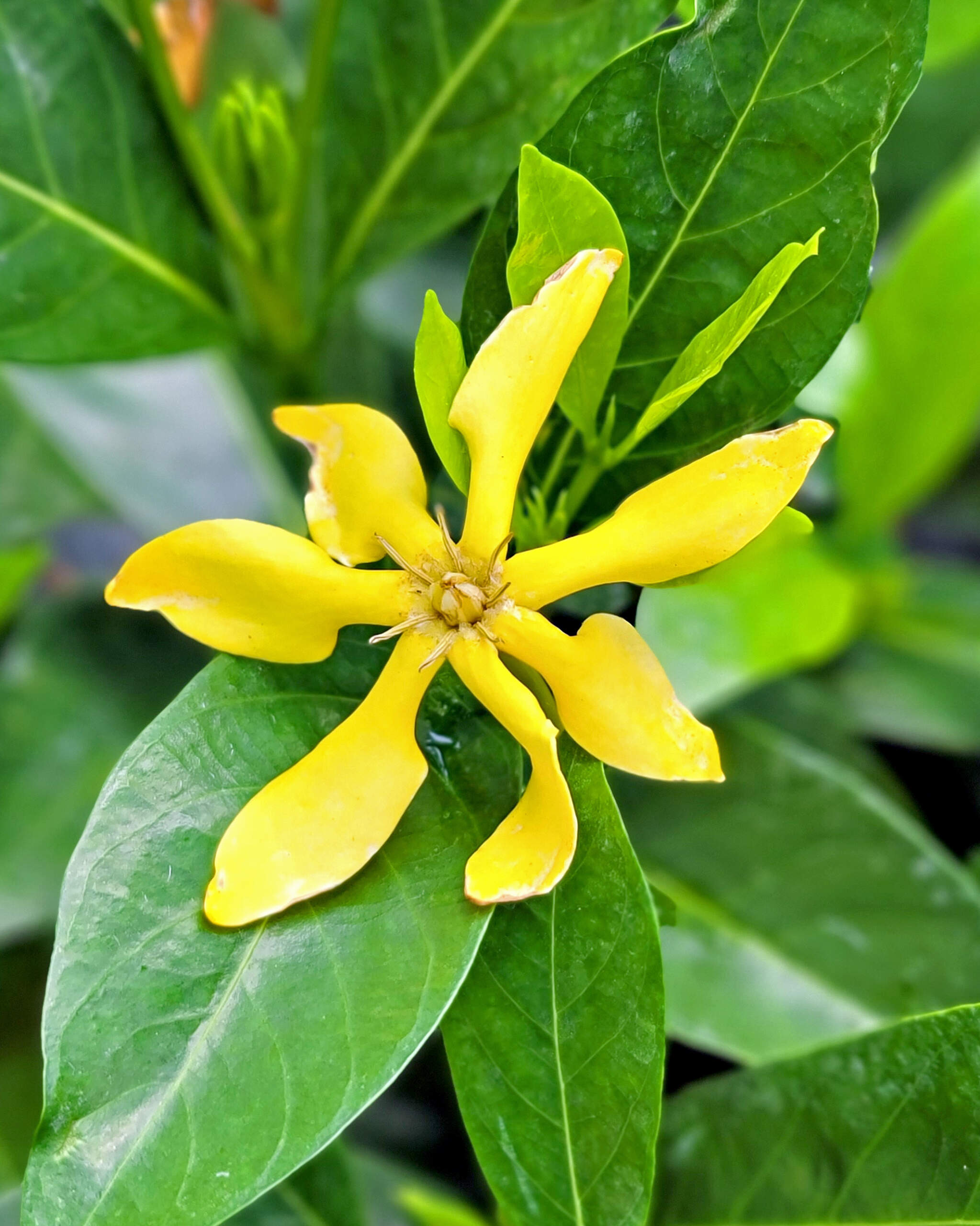 Golden Pathway Gardenia : 24 Types of Gardenia Varieties – ILAR