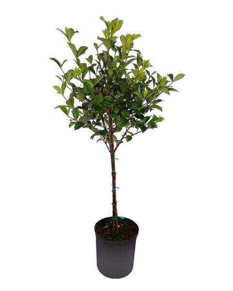 Large Tree Large Tree