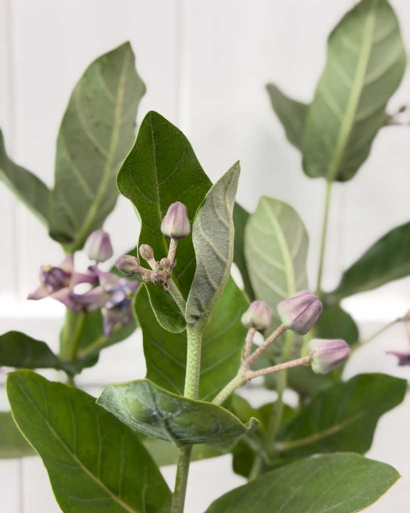 Giant Milkweed