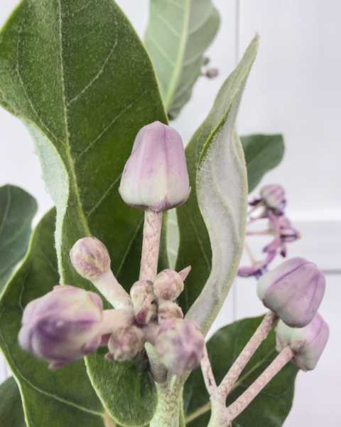 Flower 2 Flower 2