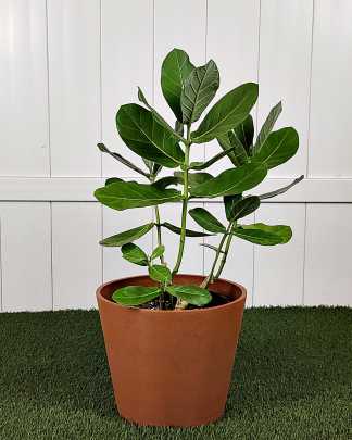 Giant Milkweed - Large