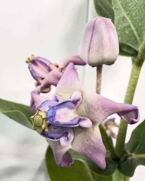 Flower Flower