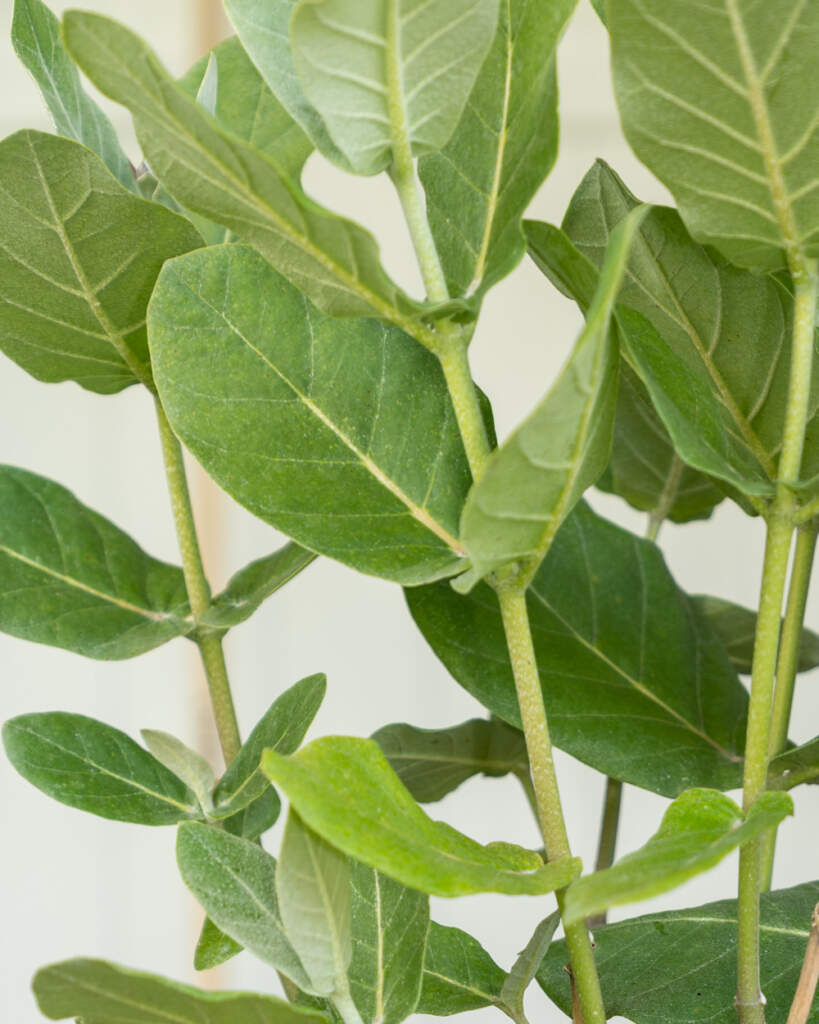 Giant Milkweed PlantVine