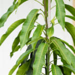 glenn mango large leaves