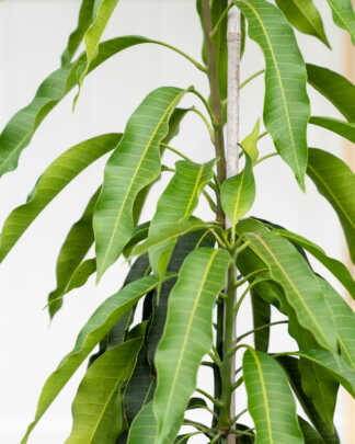 glenn mango large leaves