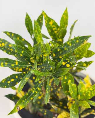 Croton 'Gold Dust'