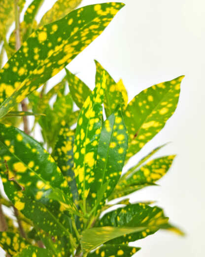Gold Dust Croton