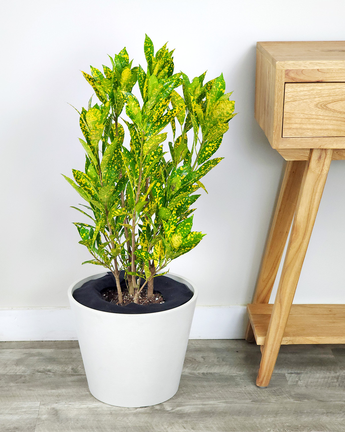 Croton ‘Gold Dust’ PlantVine