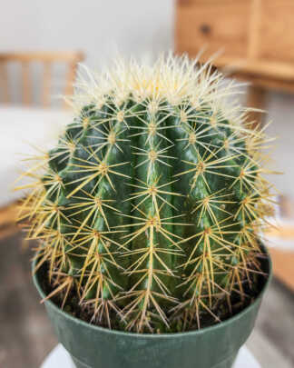 Golden Barrel Cactus