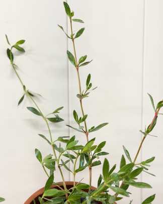 Ernodea littoralis, Golden Beach Creeper