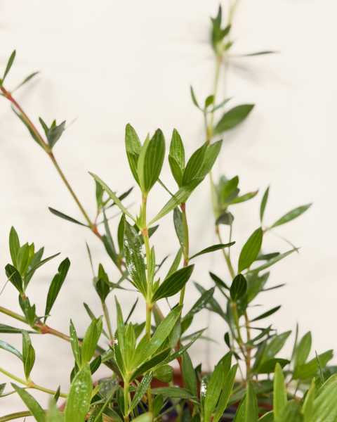 Foliage