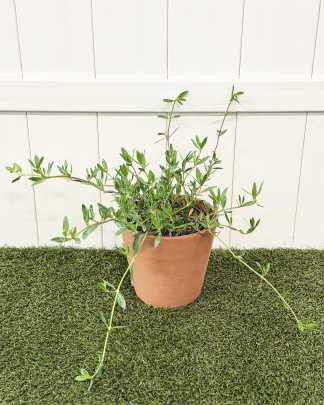 Ernodea littoralis, Golden Beach Creeper - Medium