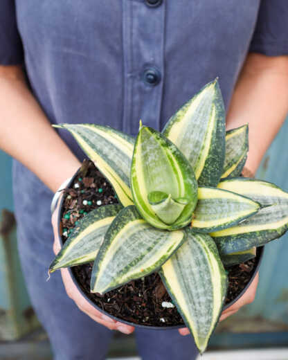 Foliage